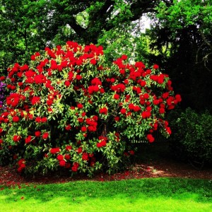 bright red rhododendron bush at Sheffield Park