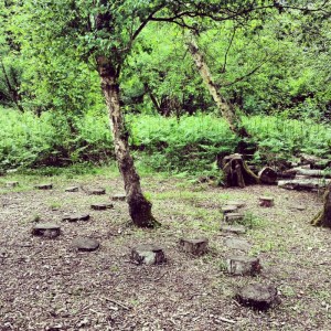 tree stumps in a path as stepping stones