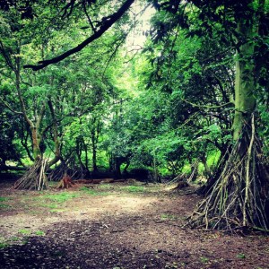 several dens set up around trees in Ringwood Toll trail