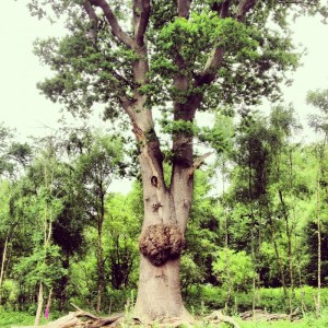 huge 300-year-old oak tree