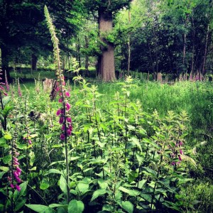 foxgloves in a wood