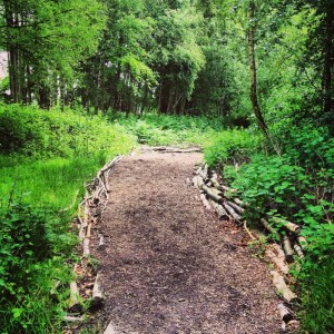 path through a woodland 
