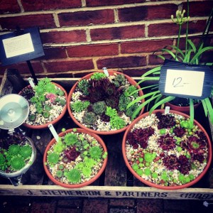 Sempervivums potted in terracotta and teapots sempervivums potted at woodruffs yard