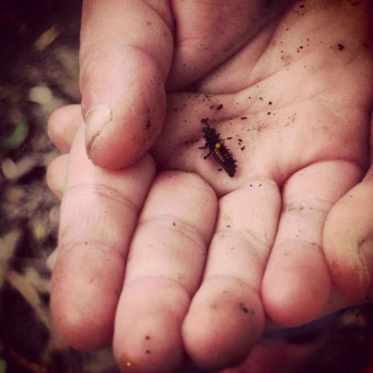 a-childs-hand-holding-a-bug