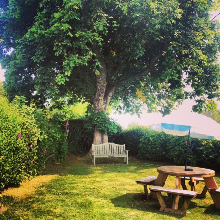 bench-under-huge-tree-in-english-pub-garden