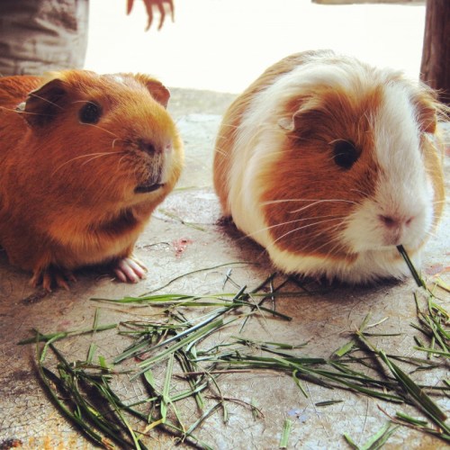 guinea-pigs