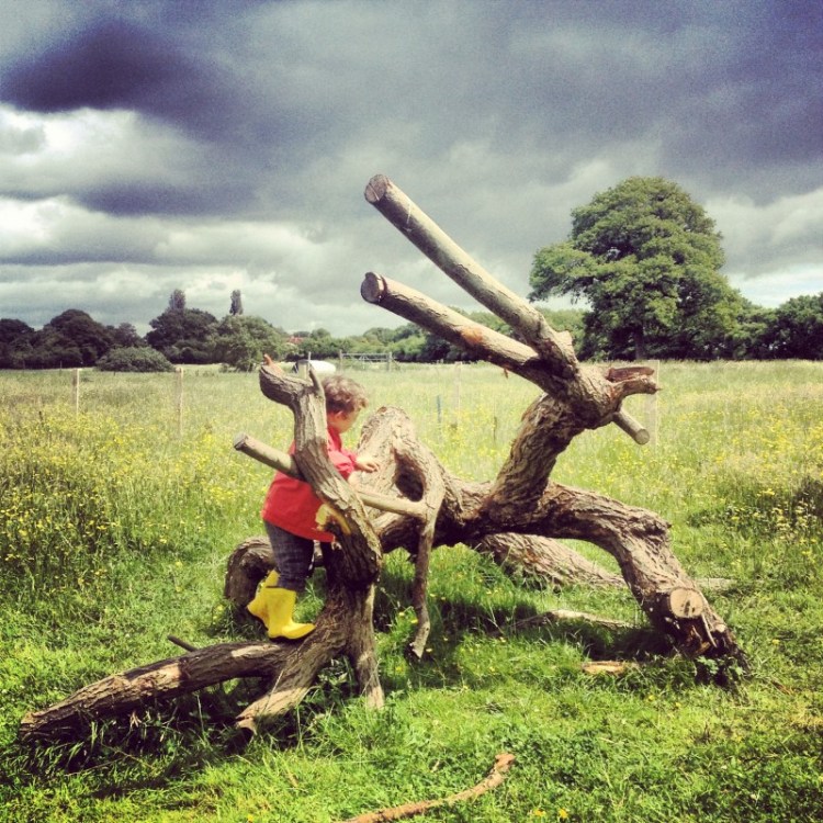 child-climbing-fallen-tree