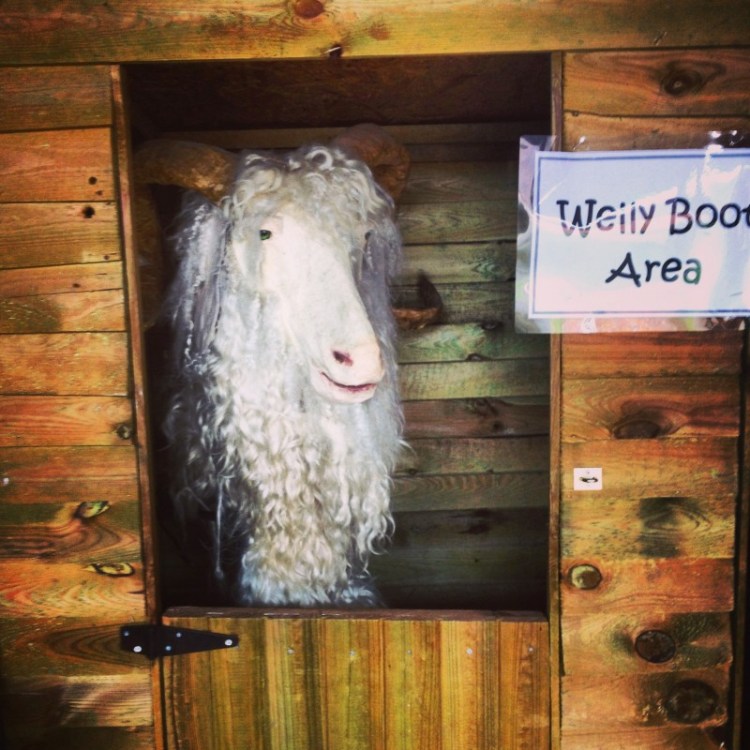 false-goats-head-peeking-out-of-stable-door