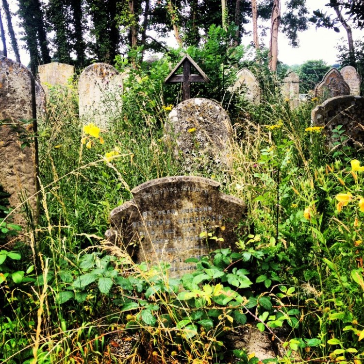 wild-flowers-growing-between-gravestones
