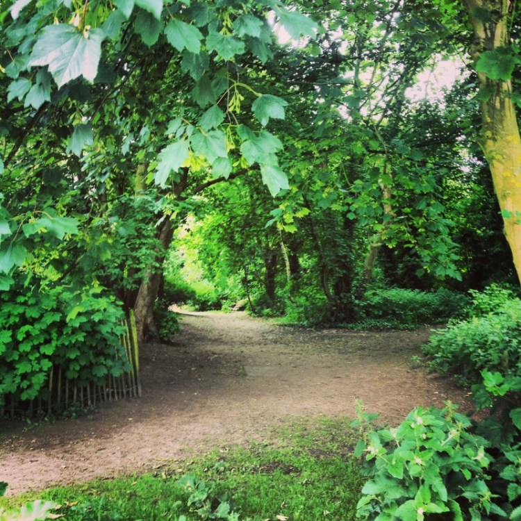 path-into-woodland