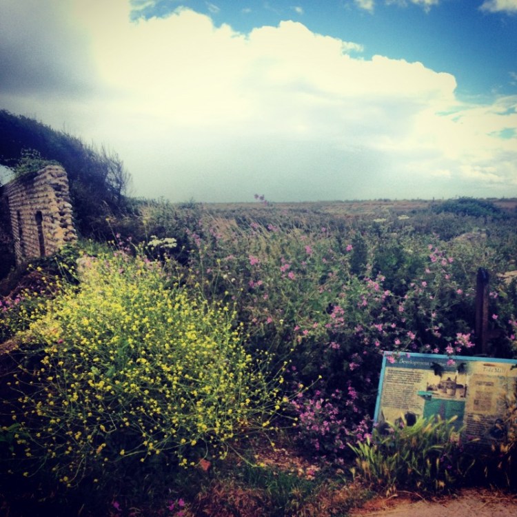 Tide Mills in East Sussex flint-walls-wind-blown-hedges-shingle-beach