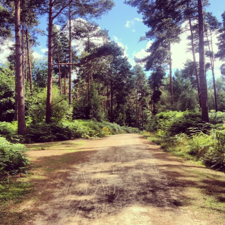 Bedgebury Pinetum: the world's largest and most complete collection of conifers sandy-trail-through-a-pine-forest