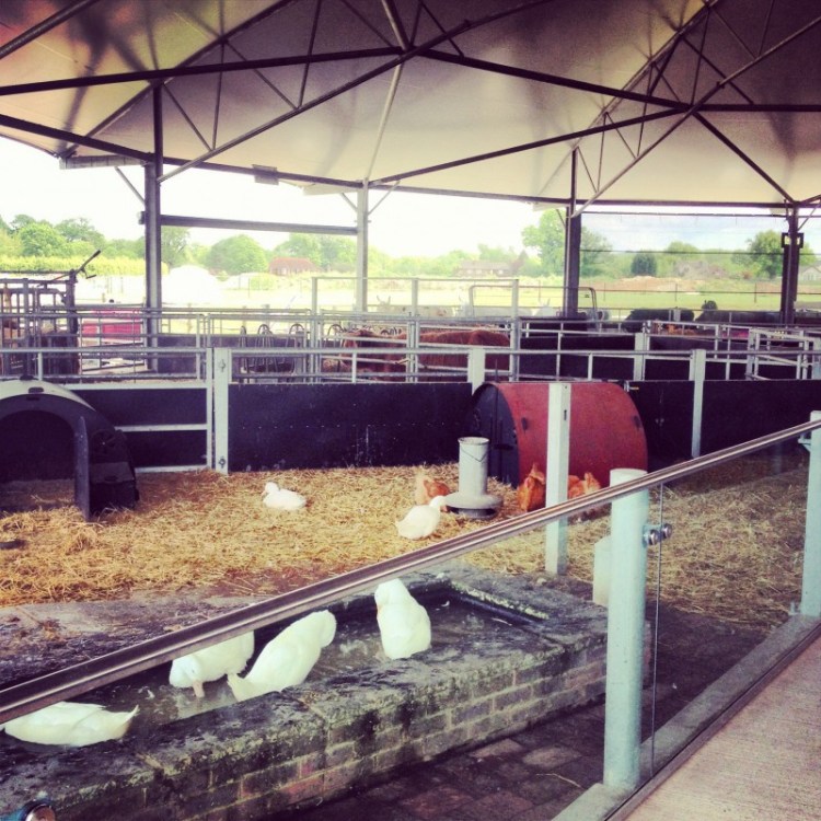 The Open-Sided Barn with a Central Viewing Area English-farm-barn