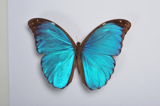 Booth-Museum-Blue-butterfly