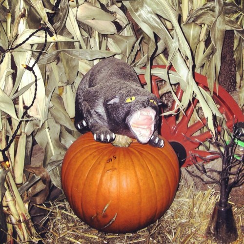 cat-on-pumpkin