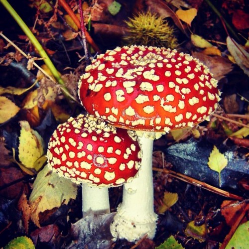 mushrooms-in-the-forest