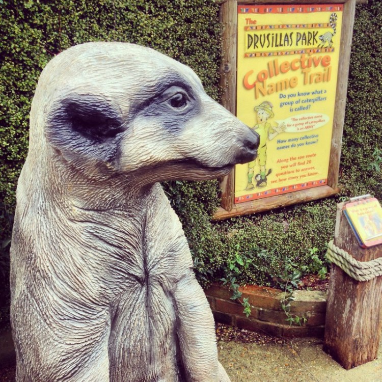 meerkat-and-poster-at-zoo