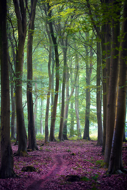 friston-forest